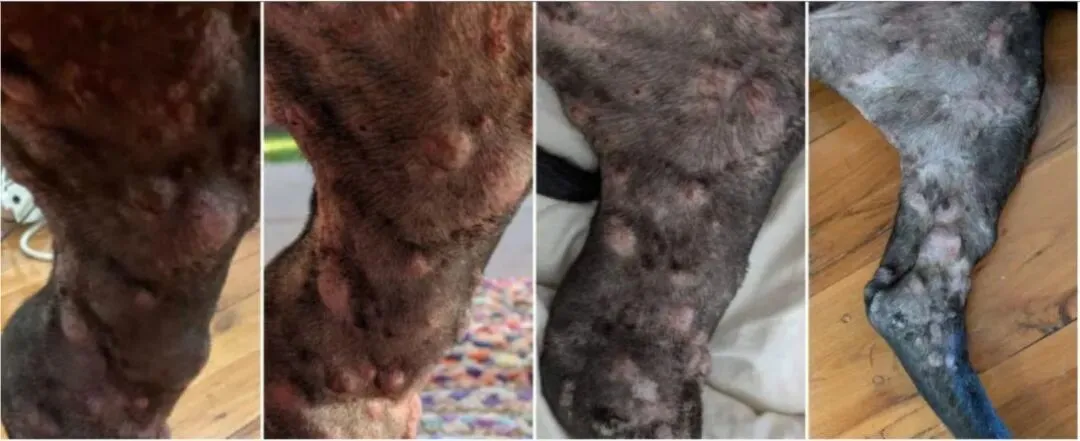 罗茜的肿瘤逐渐缩小，从左至右：1. 2025年11月，试验开始前。2. 2025年12月，mRNA注射后一周。3. 2026年1月，试验进行七周后。4. 2026年3月。来源：《澳大利亚人报》