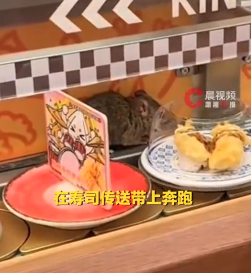 恐怖:杭州回转寿司店惊见大老鼠在传送带奔跑… 恐怖:杭州回转寿司店惊见大老鼠在传送带奔跑…