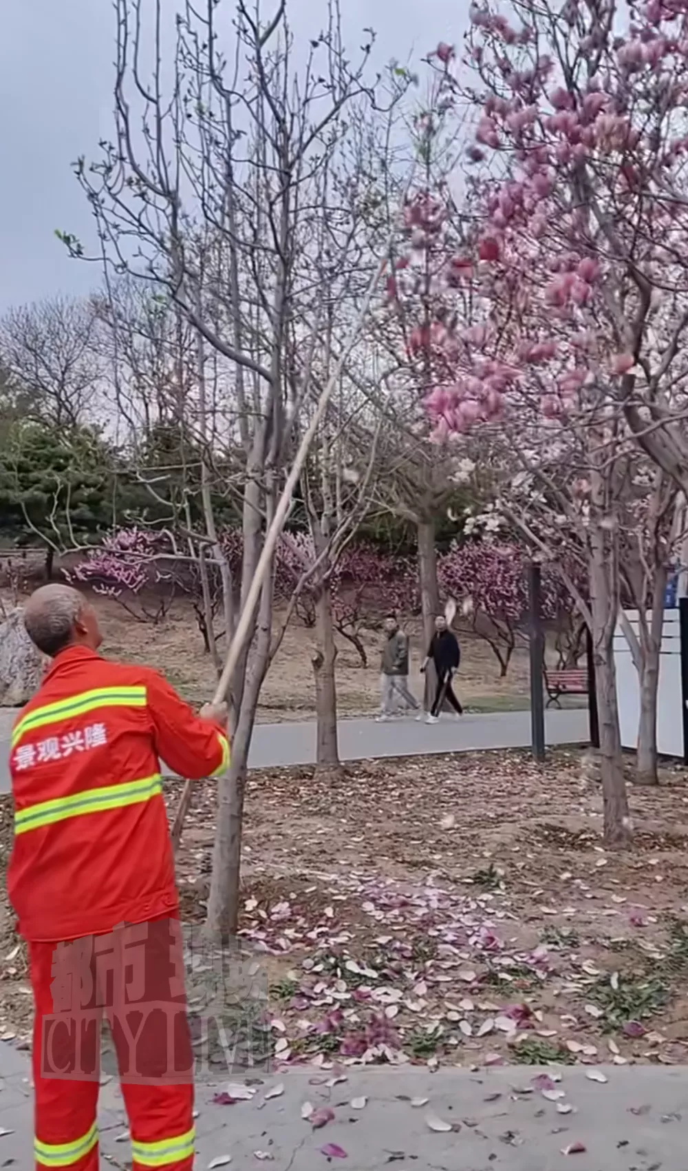 保洁手持竹竿用力打落树上盛开的鲜花，游客制止无效